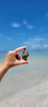 Load image into Gallery viewer, Nature Guides Seashell Florida Shells