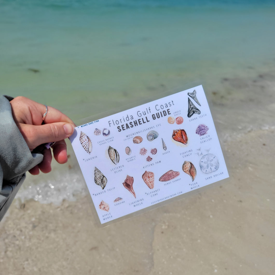 Beach Shelling Guide - Laminated