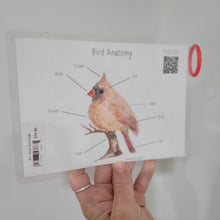 Load image into Gallery viewer, Laminated Bird Guide - Front Yard Birds
