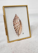 Load image into Gallery viewer, Junonia - Seashell Collection
