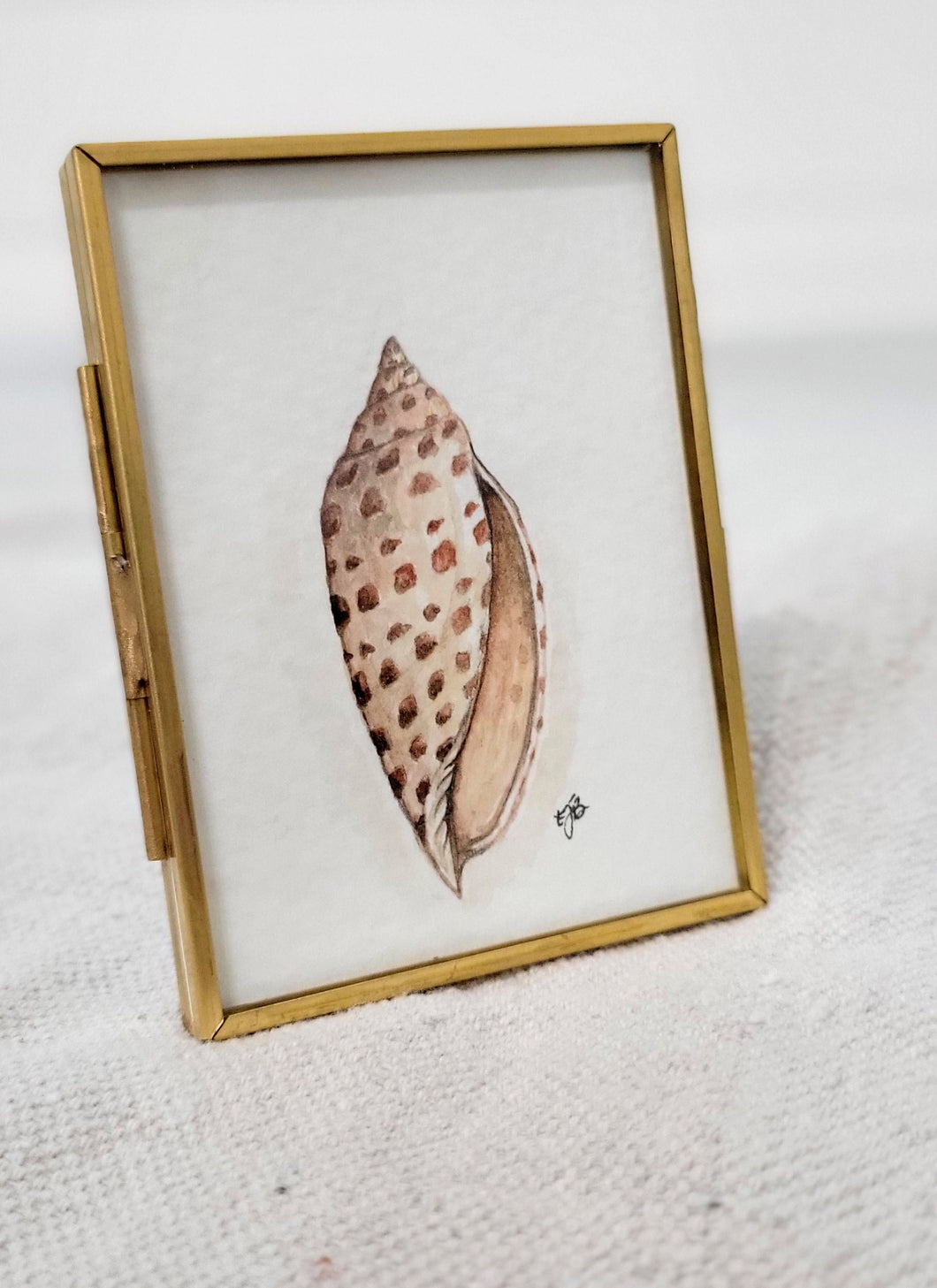 Junonia - Seashell Collection