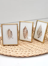 Load image into Gallery viewer, Lettered Olive - Seashell Collection
