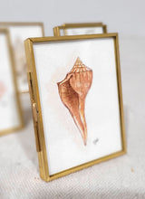 Load image into Gallery viewer, Lighting Whelk - Seashell Collection
