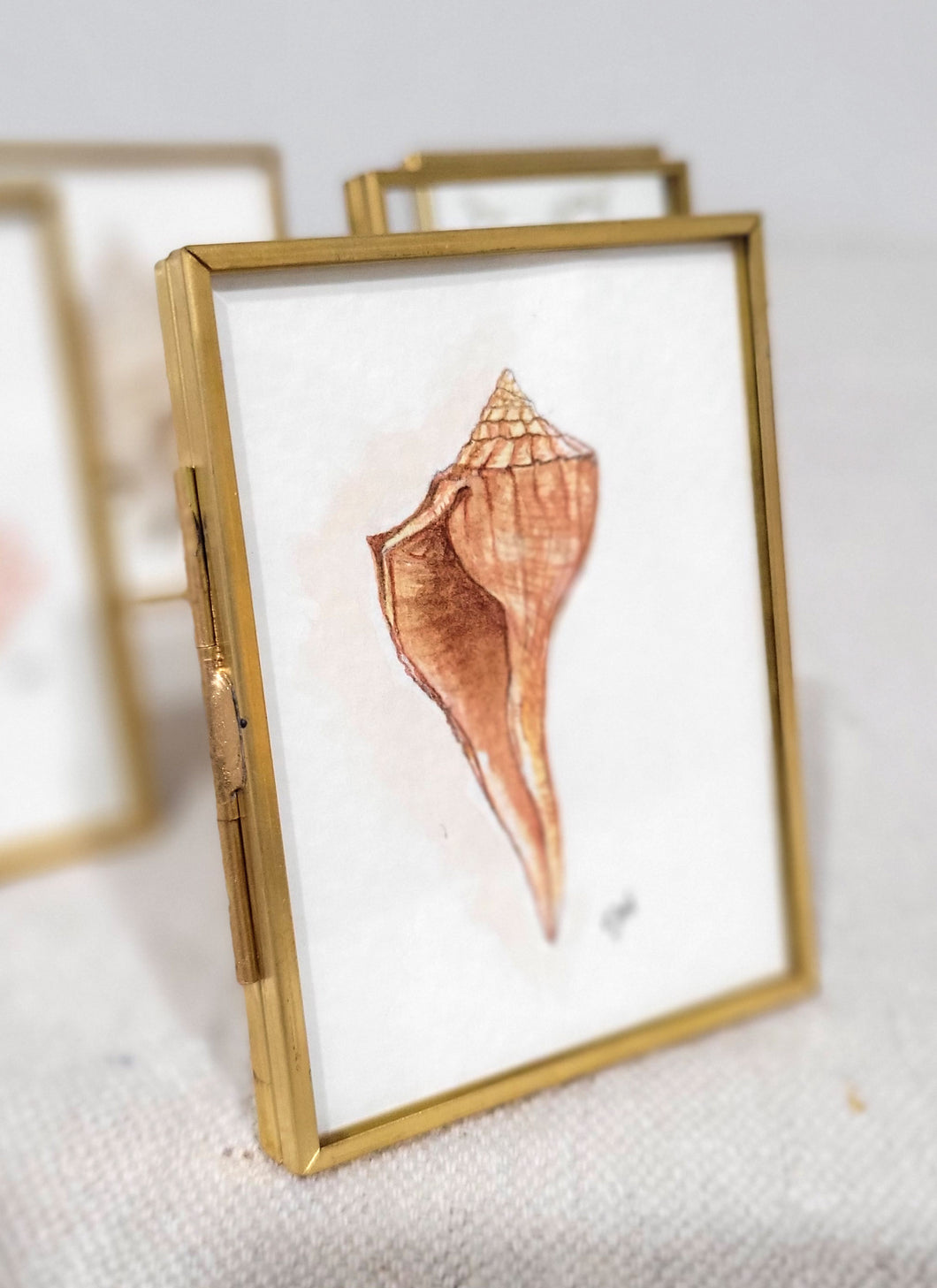 Lighting Whelk - Seashell Collection