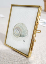 Load image into Gallery viewer, Moon Snail/Sharks Eye - Seashell Collection
