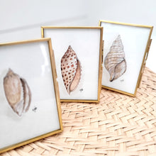 Load image into Gallery viewer, Junonia - Seashell Collection
