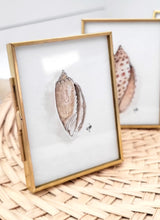 Load image into Gallery viewer, Lettered Olive - Seashell Collection
