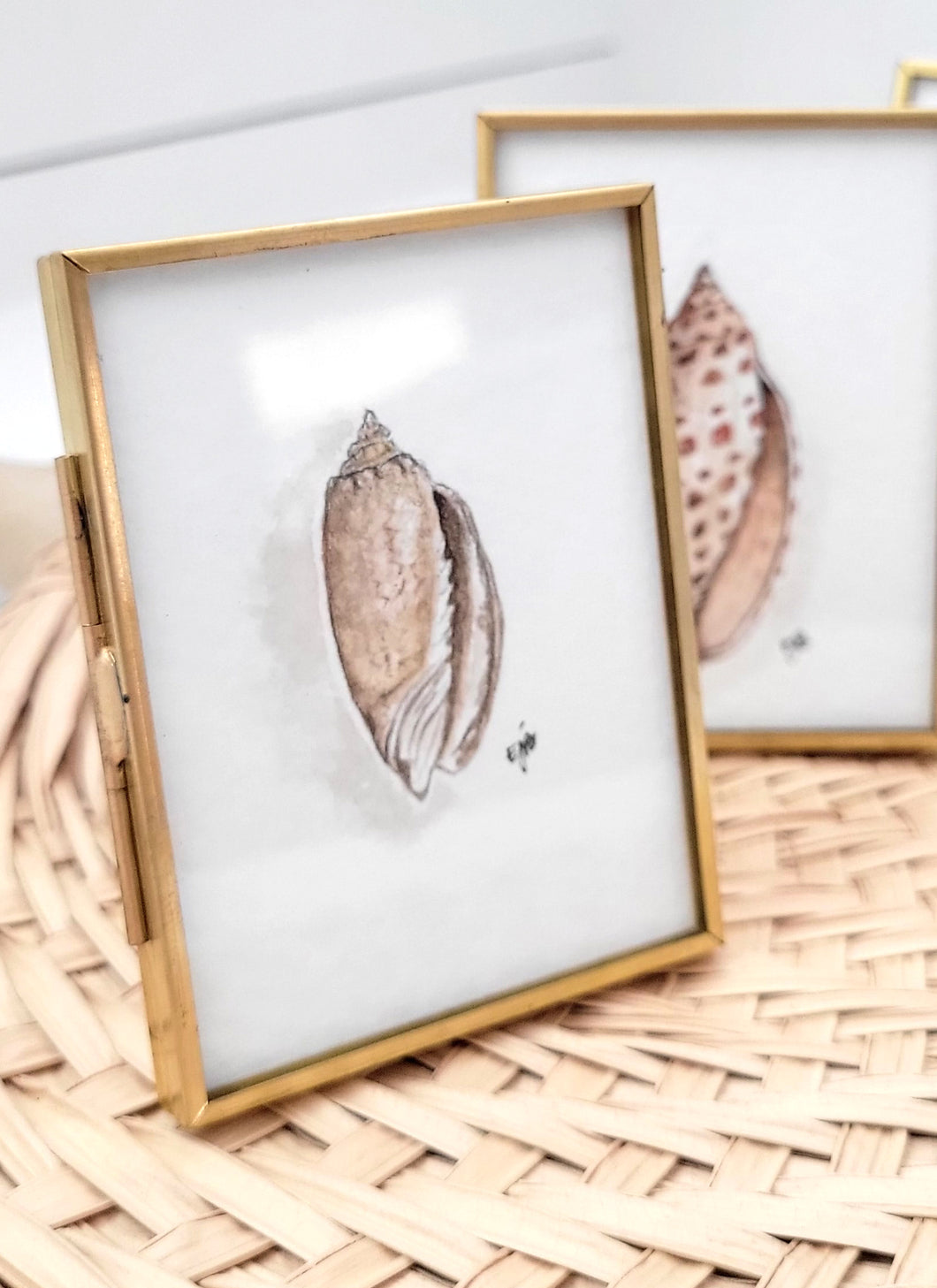 Lettered Olive - Seashell Collection