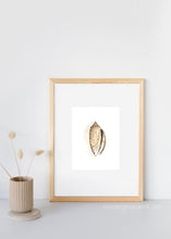 Load image into Gallery viewer, Seashell Prints - Seashell Collection
